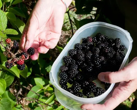 In Search Of: Scrumptious Bakes to Utilize a Abundance of House-Made Jam